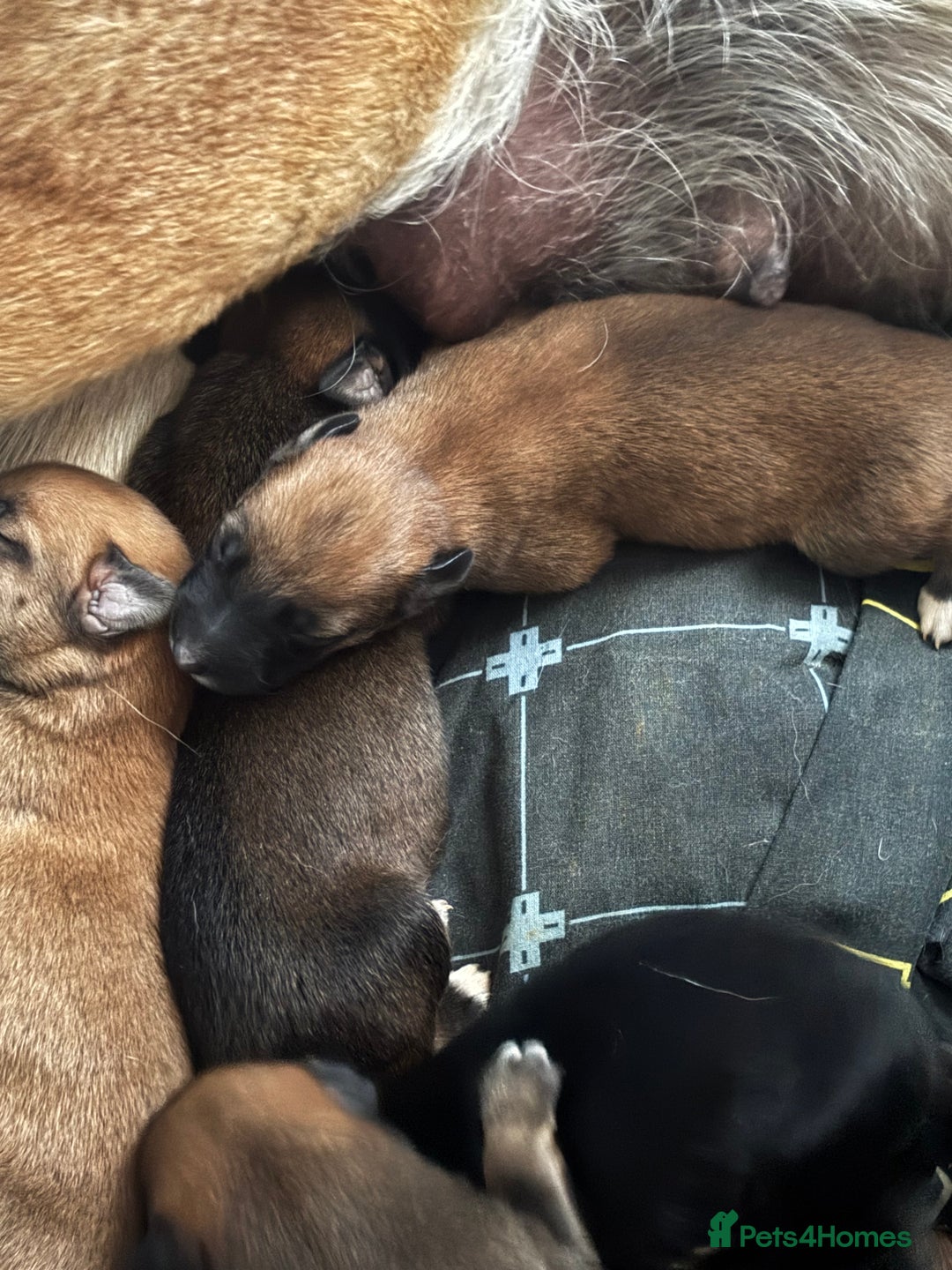 Mixed Breed dogs for sale: German shepherd x whippet  - Image 11