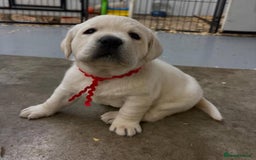 Labrador Retriever dogs for sale: stunning litter of KC registered Labrador - Image 8