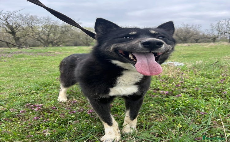 Mixed Breed dogs - Advert 4