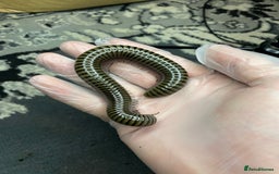 Mixed Breed invertebrates for sale: Tarantulas And Millipedes  - Image 3