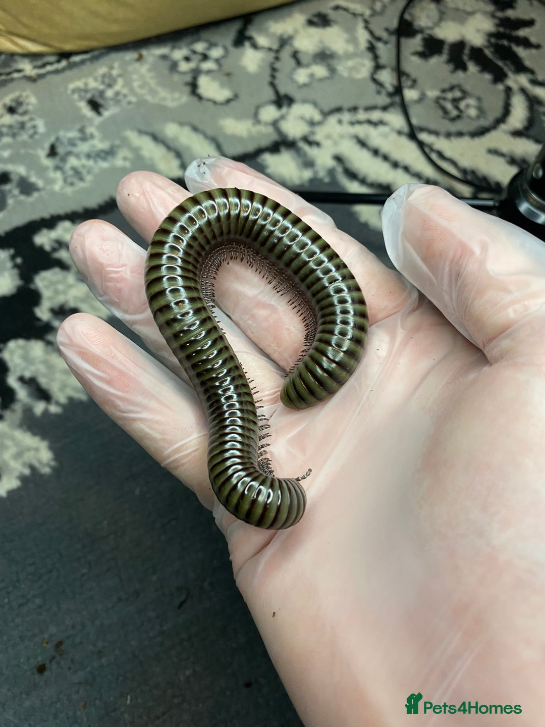 Mixed Breed invertebrates for sale: Tarantulas And Millipedes  - Image 3