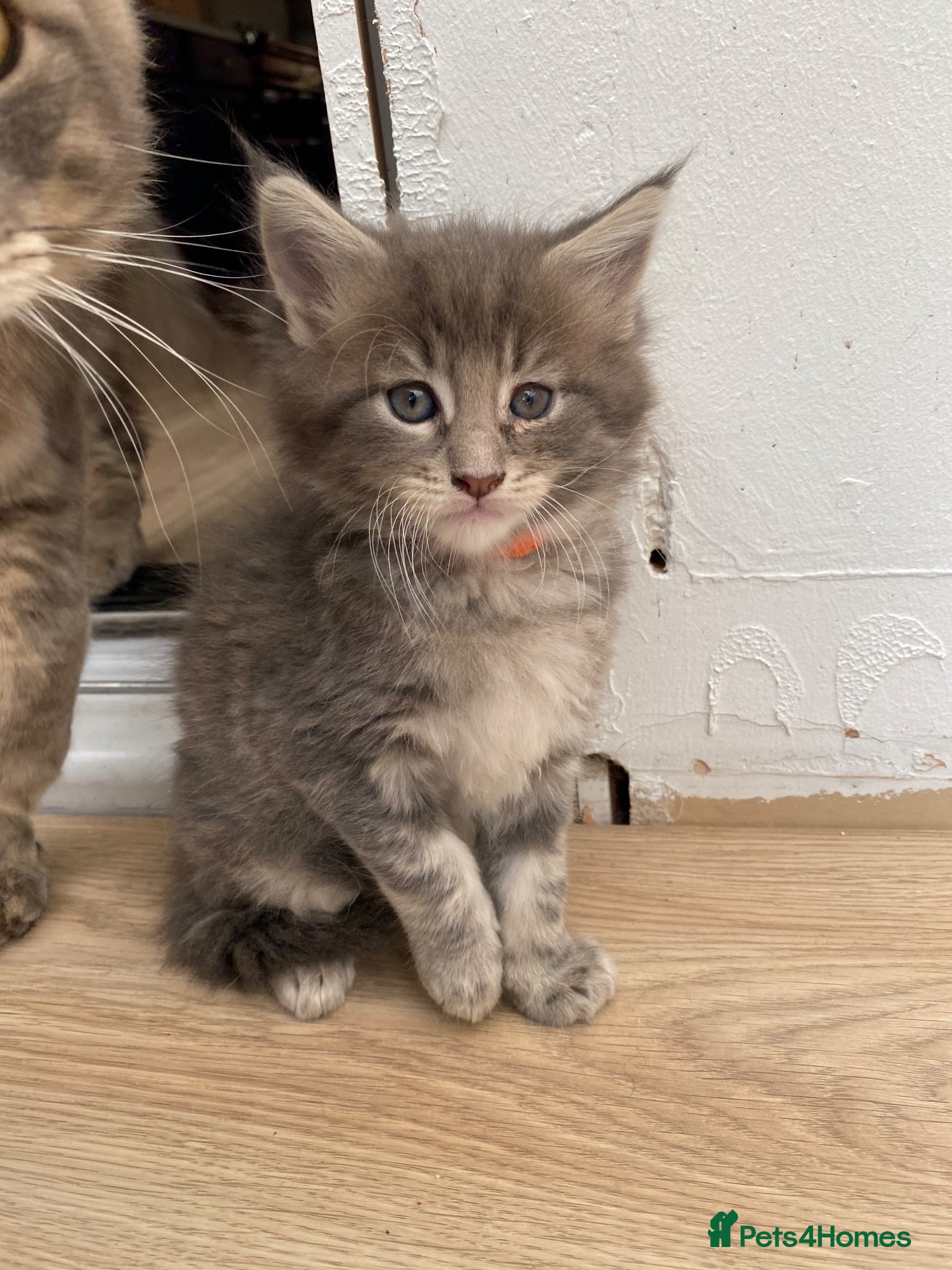 Maine Coon Kitten Orange 