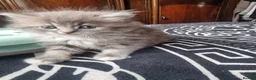 Ragdoll cats for sale: Ragdoll - Advert 17