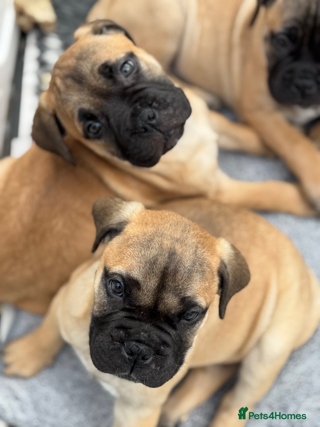 Bullmastiff dogs for sale: Beautiful Pedigree Puppies - Advert 13