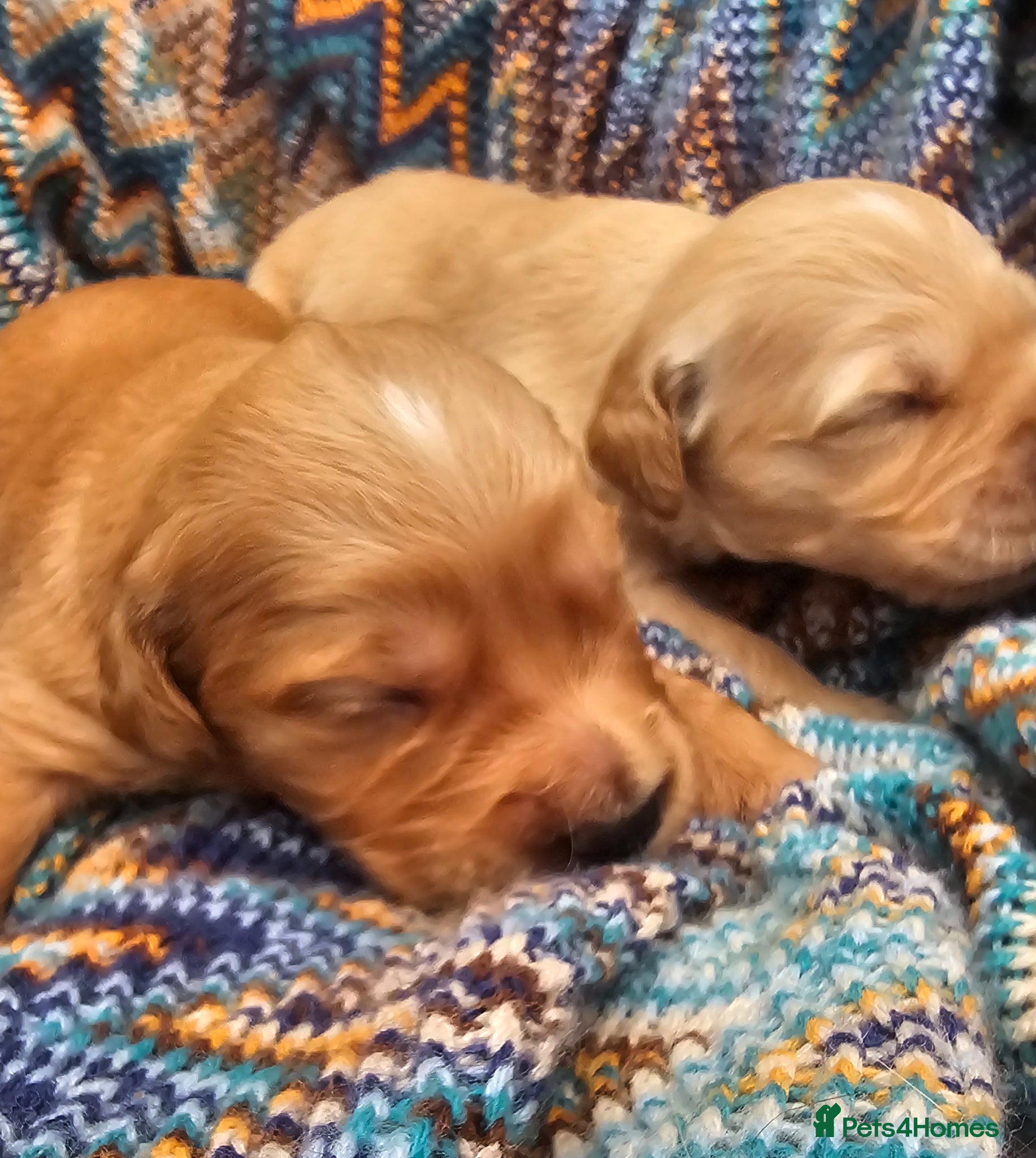 Golden Retriever dogs Selective litter from health tested parents - Advert 1