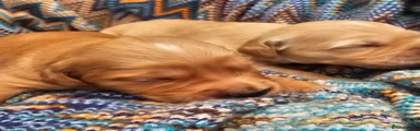 Golden Retriever Puppy 6