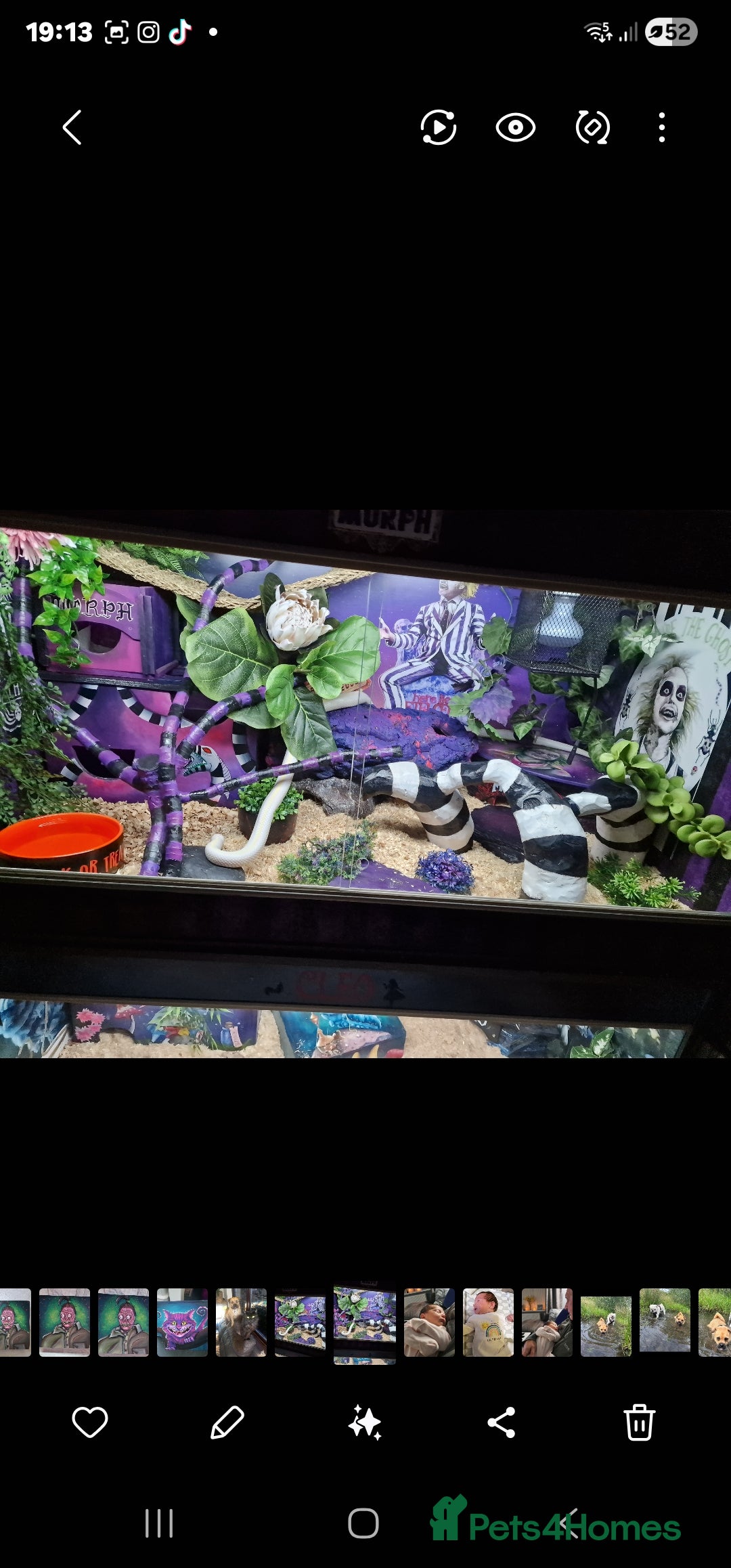 King Snake reptiles for sale: Cali kingsnake with full set up - Advert 5