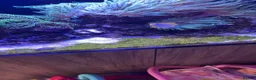 Other/Mixed Breed fish for sale: Marine tank full set up  - Advert 2