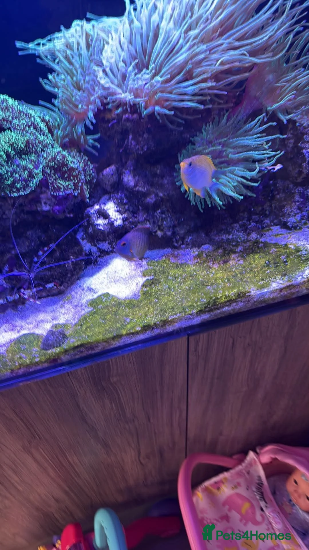 Other/Mixed Breed fish for sale: Marine tank full set up  - Advert 2