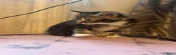 Mixed Breed cats for sale: 5 kittens ready for a new home  in London - Advert 14