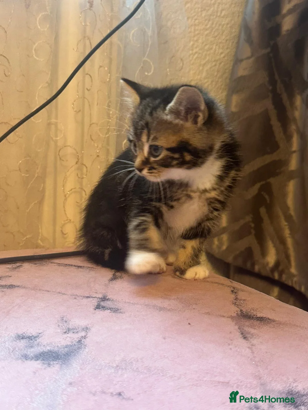 Mixed Breed cats for sale: 5 kittens ready for a new home  in London - Advert 14