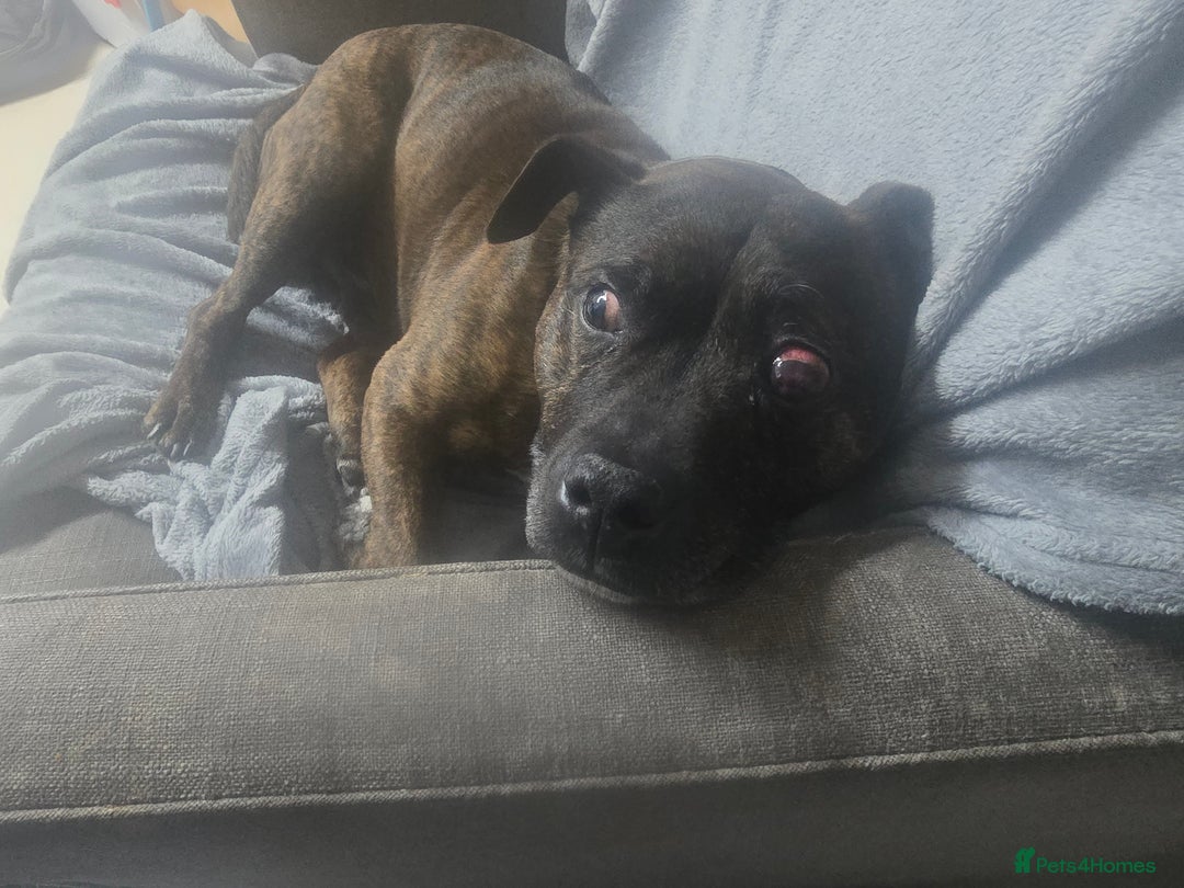 Staffordshire Bull Terrier dogs for sale: To good home - Image 11