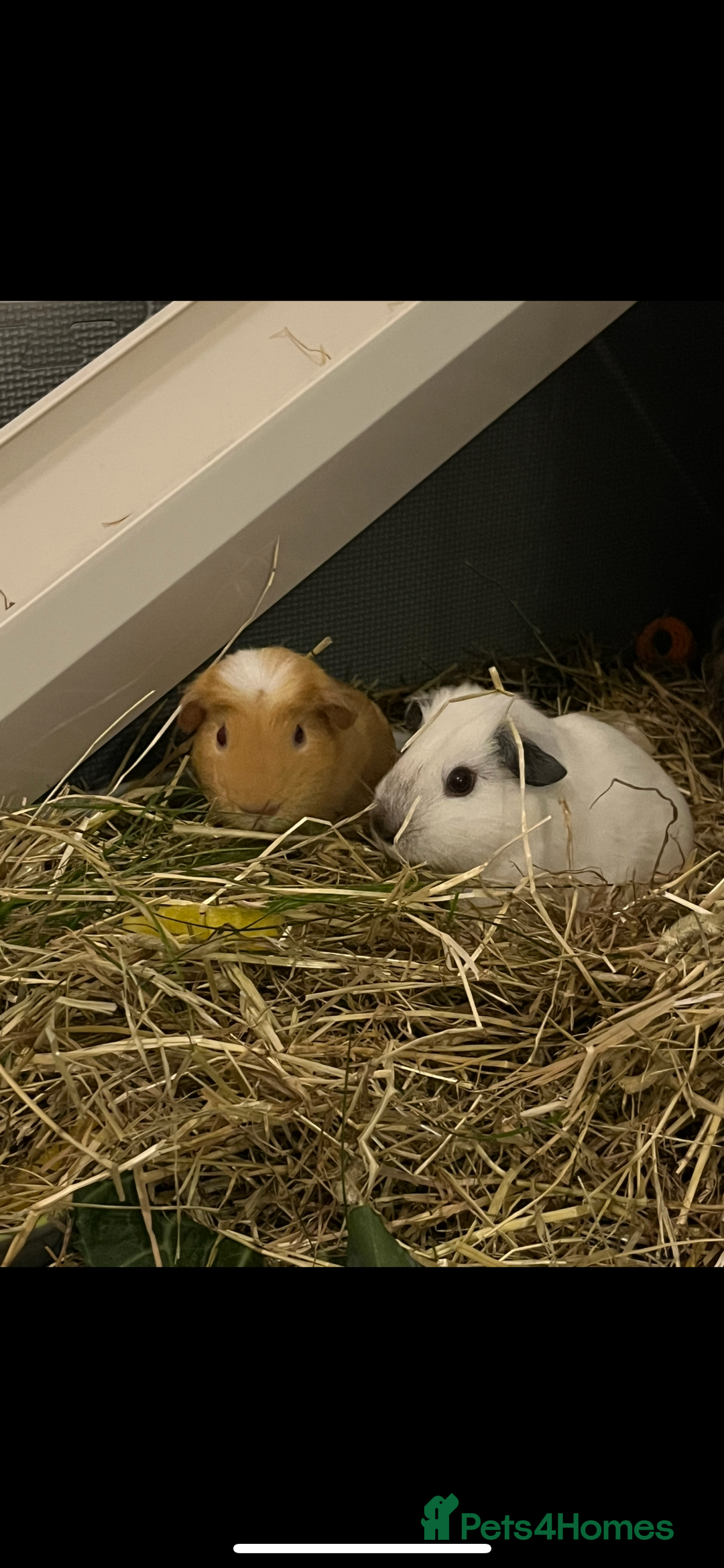 Guinea Pig rodents for sale: 2 male bonded guinea pigs and c&c set  - Advert 1