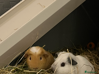 Guinea Pig rodents for sale: 2 male bonded guinea pigs and c&c set - Advert 1