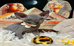 Sphynx cats for sale: Sphynx kittens✨ - Image 5
