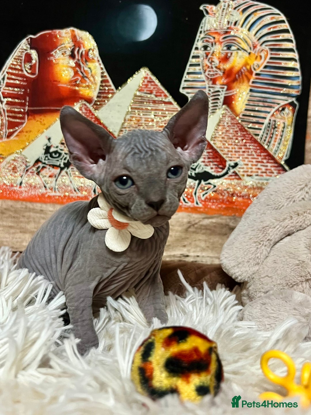 Sphynx cats for sale: Sphynx kittens✨ - Image 5