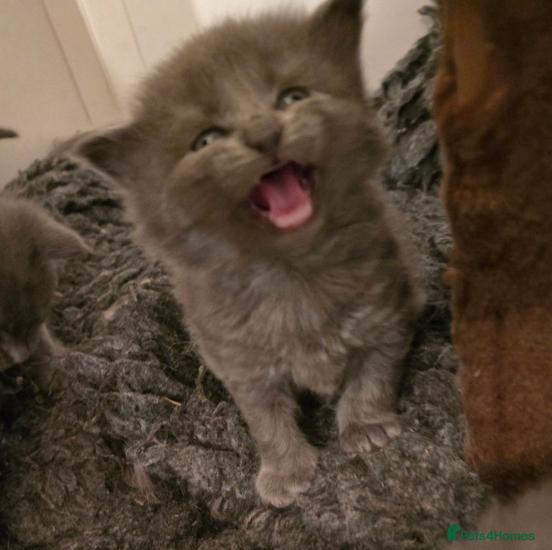 Maine Coon cats for sale: Maine Coon x British Shorthair kittens - Advert 4
