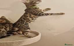 Bengal cats for sale:  🌟 Stunning Bengal Kittens  🌟 🥰🥰 - Image 20