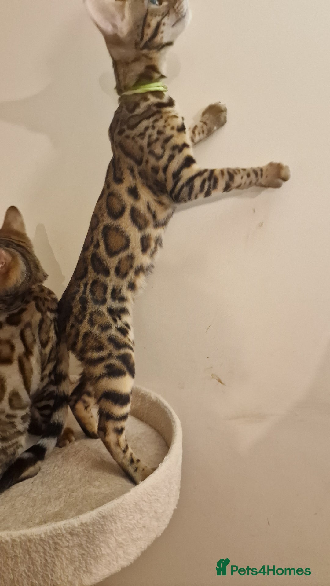 Bengal cats for sale:  🌟 Stunning Bengal Kittens  🌟 🥰🥰 - Image 20