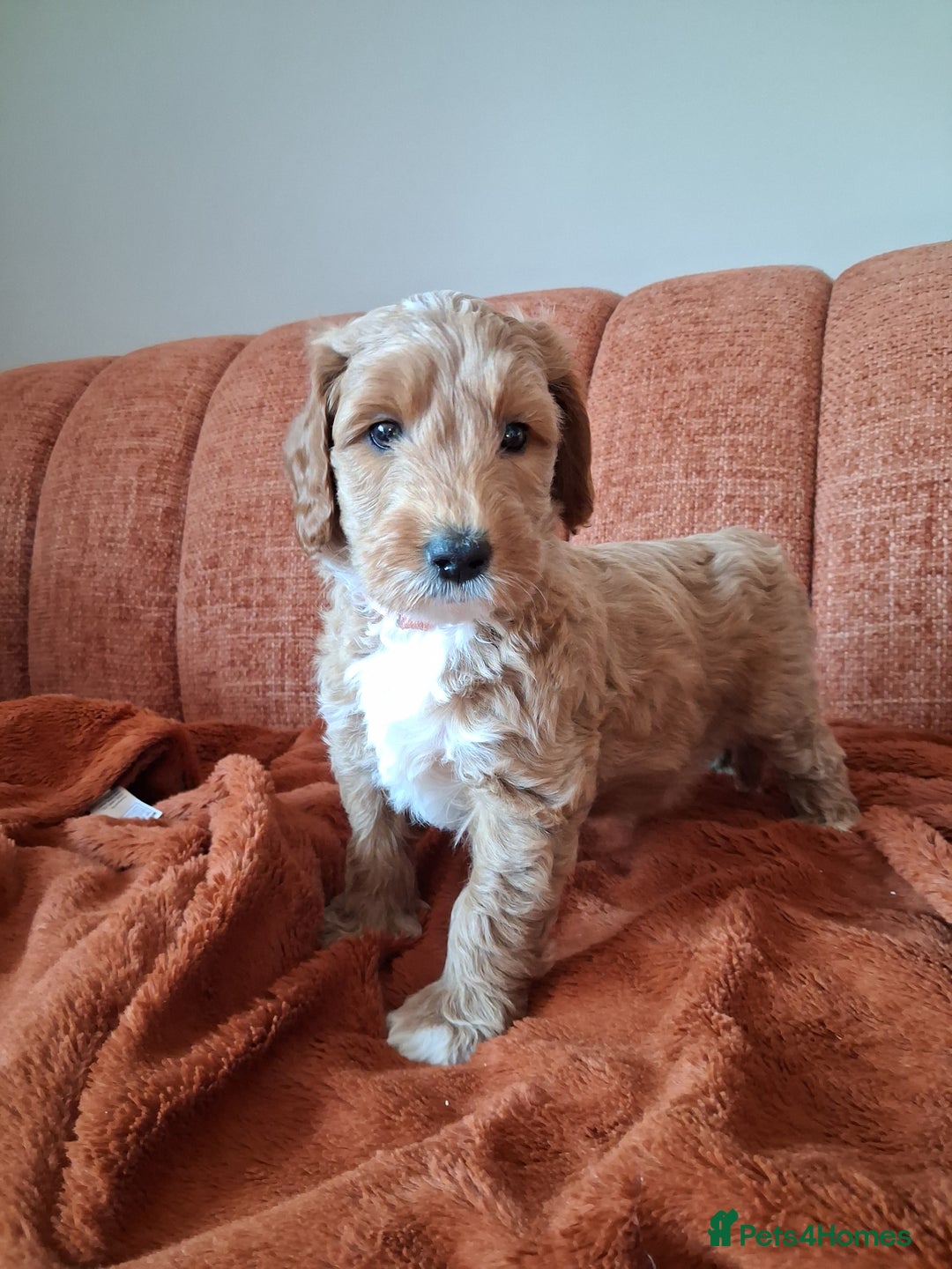 Australian Labradoodle dogs for sale: Stunning Australian labradoodles - Image 7