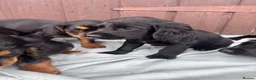 Sprocker dogs for sale: 🩵6 sprocker puppies 💜 - Advert 5