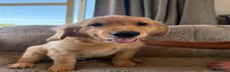 Golden Retriever dogs for sale: Ready for their new homes - Advert 3