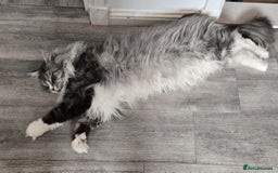 Maine Coon cats for sale: Selling my Stud Silver Maine-Coon Ozzy (5Year old) - Image 6