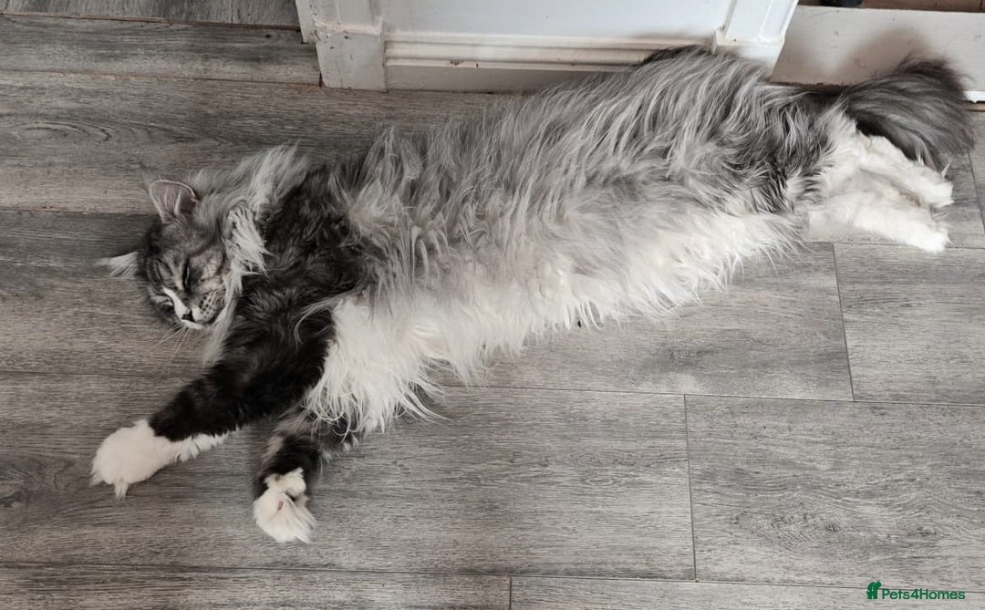 Maine Coon cats for sale: Selling my Stud Silver Maine-Coon Ozzy (5Year old) - Image 6