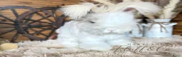 Angora rabbits for sale: PURE PEDIGREE|ENGLISH ANGORA - Advert 2