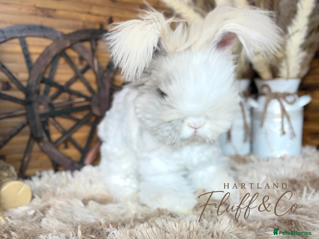 Angora rabbits for sale: PURE PEDIGREE|ENGLISH ANGORA - Advert 2