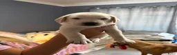 Labrador Retriever dogs for sale: Labrador  - Advert 4