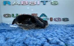 Rex rabbits for sale: Mini Rex's available soon - Image 2