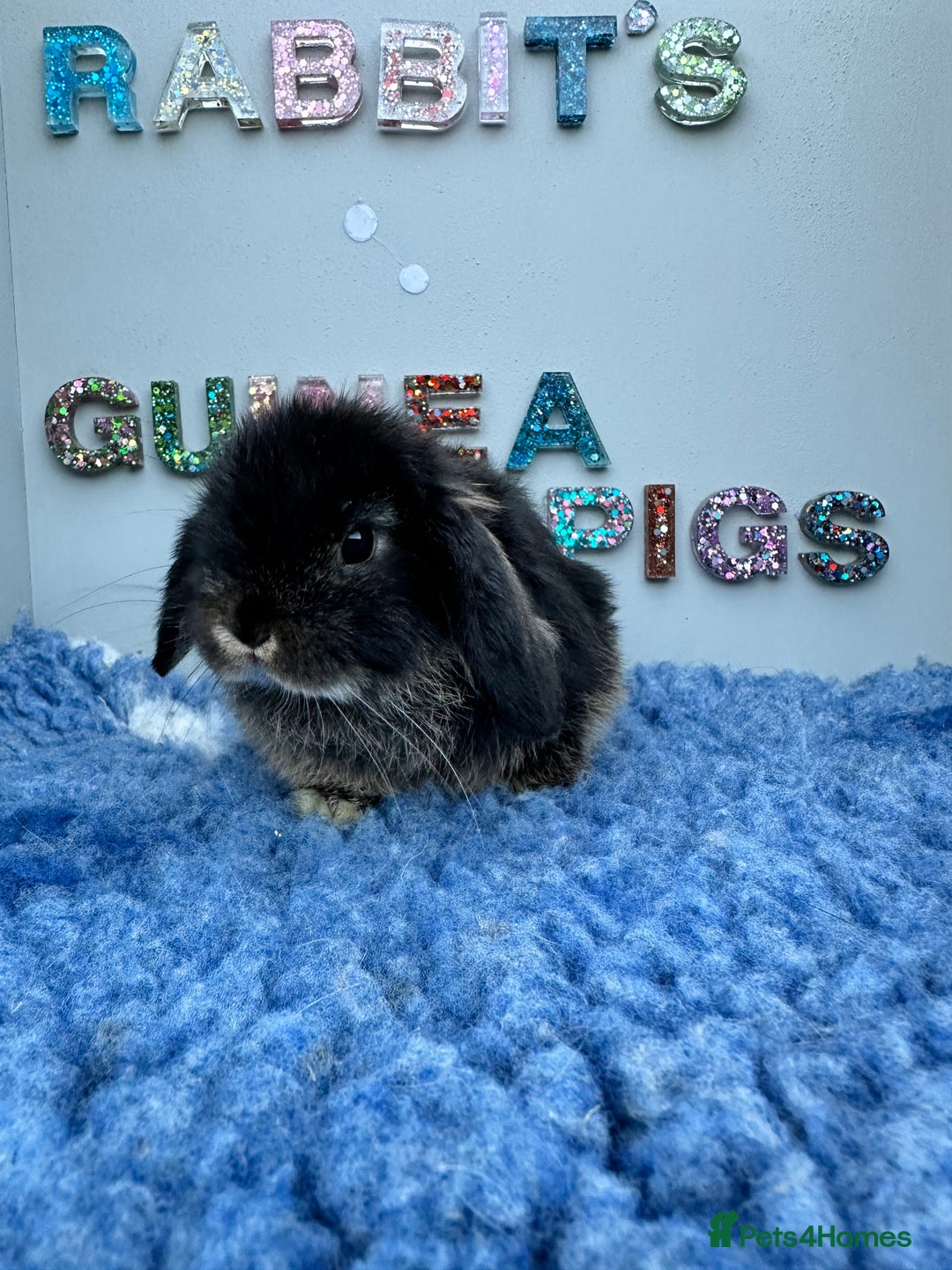 Rex rabbits for sale: Mini Rex's available soon - Image 2