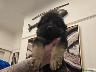 German Shepherd dogs German shepherd long hair straigh back - Advert 12