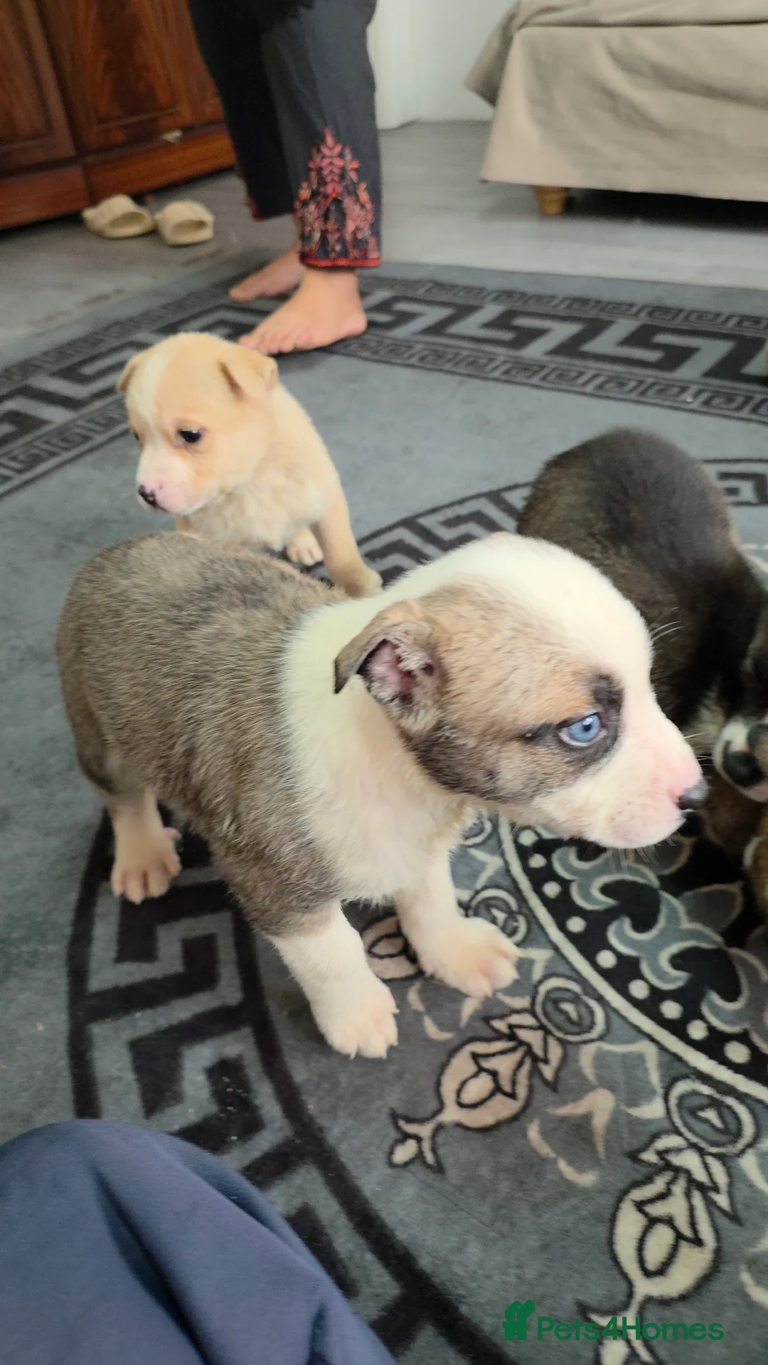 Mixed Breed dogs for sale: Siberian husky puppies  - Advert 1