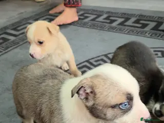 Mixed Breed dogs Siberian husky puppies - Advert 1