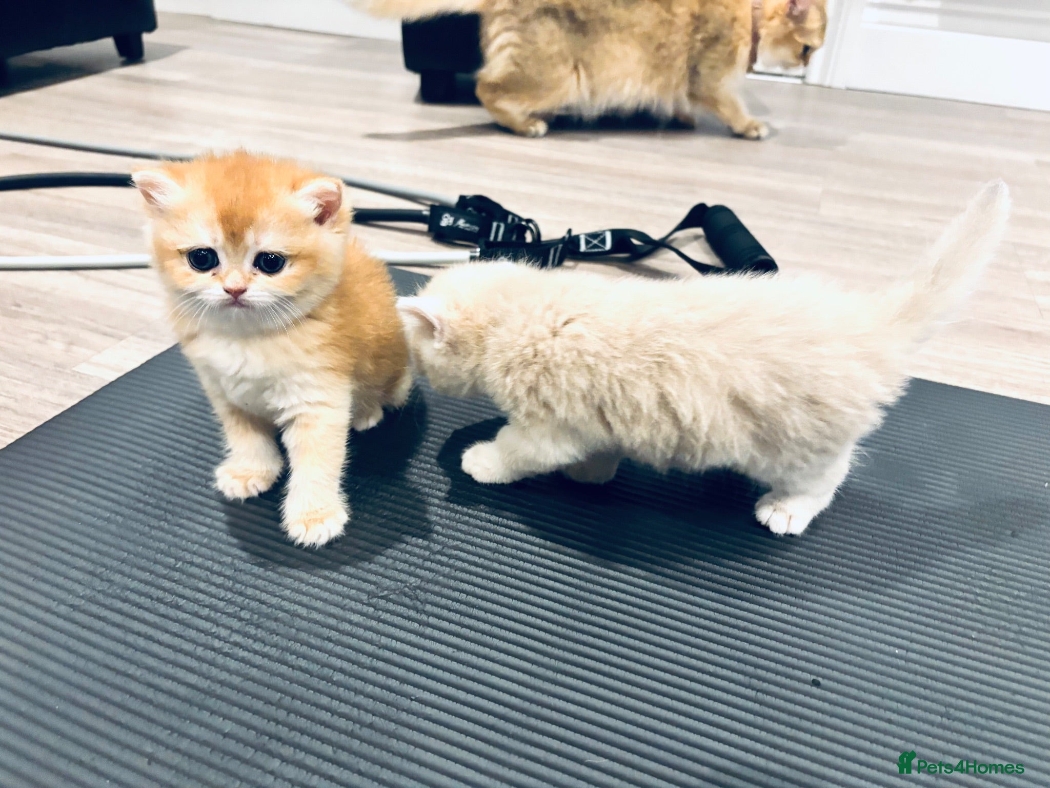 British Shorthair cats Premium Pedigree British Shorthair Golden Kittens - Advert 1