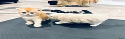 British Shorthair cats for sale: Premium Pedigree British Shorthair Golden Kittens - Advert 7