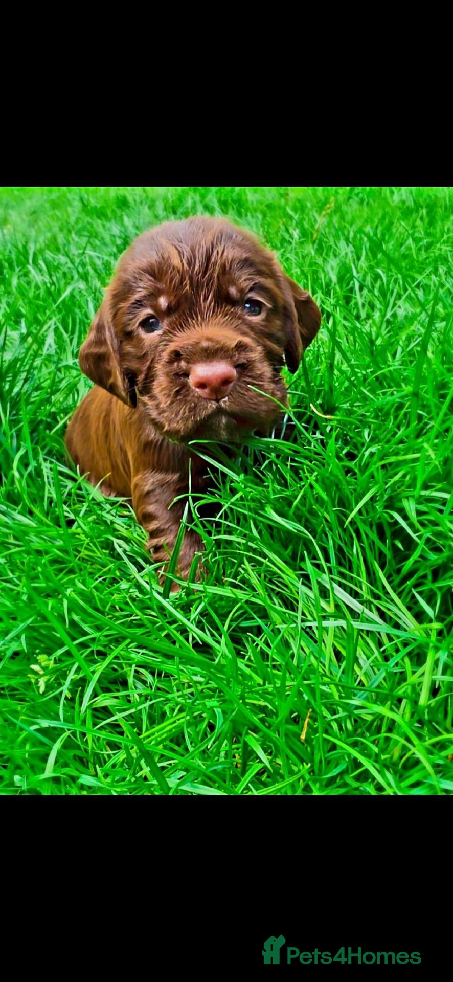 Cocker Spaniel dogs   KC REG Working Chocolate spaniels babies - Advert 6