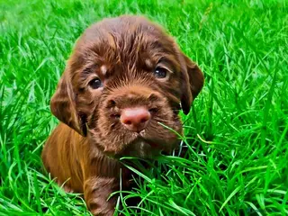 Cocker Spaniel dogs KC REG Working Chocolate spaniels babies - Advert 6