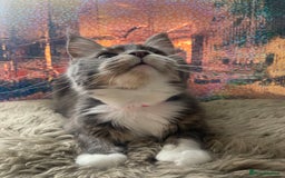 Maine Coon cats for sale: Female Maine coon  - Image 7
