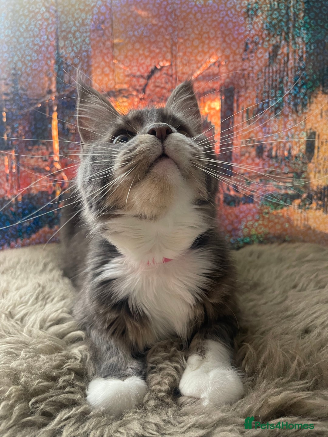 Maine Coon cats for sale: Female Maine coon  - Image 7
