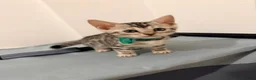 Bengal cats for sale: 2 female bengals  - Advert 5