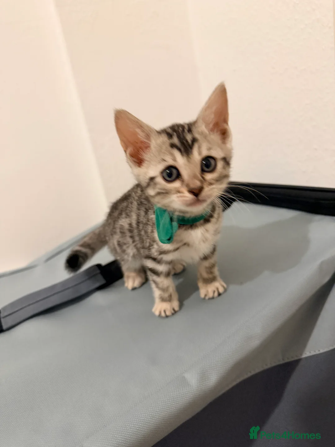 Bengal cats for sale: 2 female bengals  - Advert 5