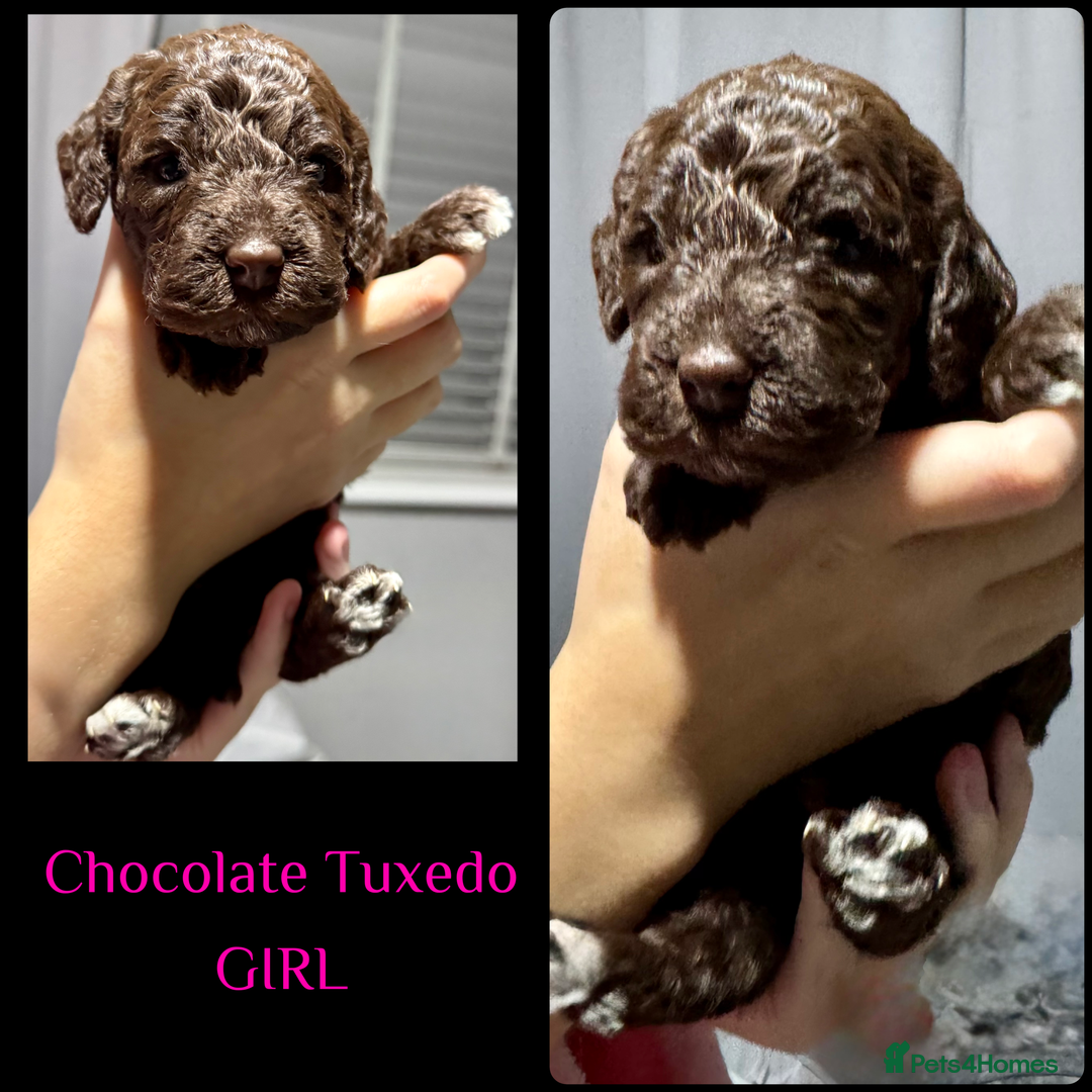 Cockapoo dogs for sale: Stunning F2b Cockapoo FULLY Health tested parents  - Advert 6