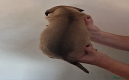 Whippet dogs for sale: KC Registered Whippet Pups - 2 girls left - Image 4