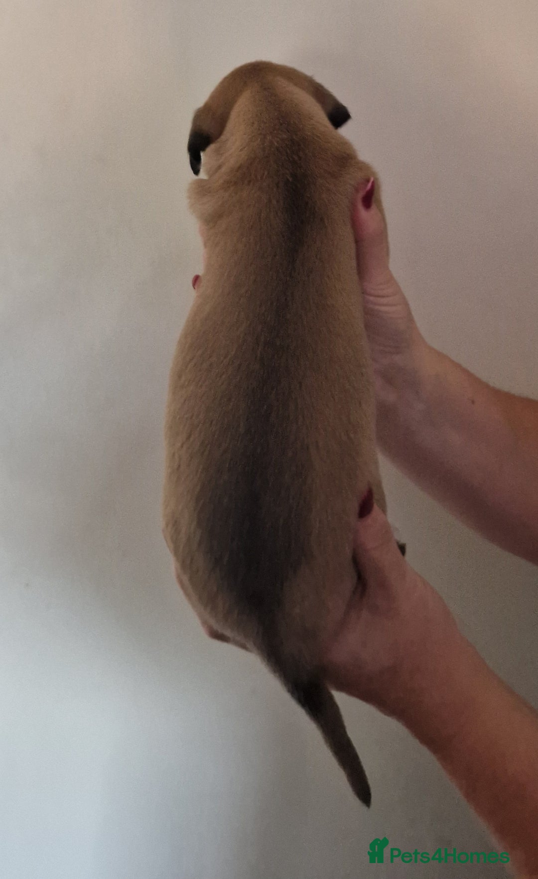 Whippet dogs for sale: KC Registered Whippet Pups - 2 girls left - Image 4