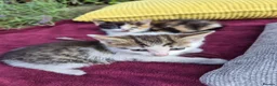 Mixed Breed cats for sale: Adorable Kittens for Sale – 3 Boys, 2 Girls in London - Advert 24