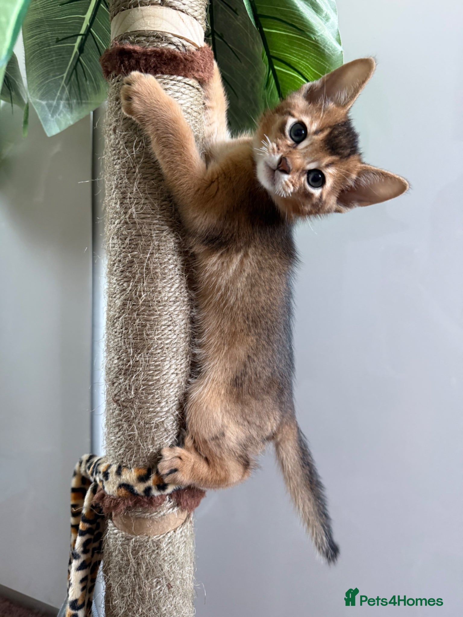 Abyssinian cats TICA reg Fawn and Ruddy Aby boys - Advert 1