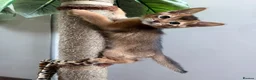 Abyssinian cats for sale: TICA reg one gorgeous Ruddy Aby boy left! - Advert 7